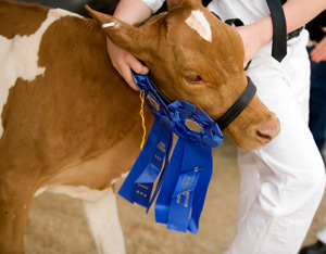 Fun at the Fair: How Did You Do? Image